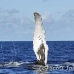 whale_humpback_h_00682_dom2751.jpg